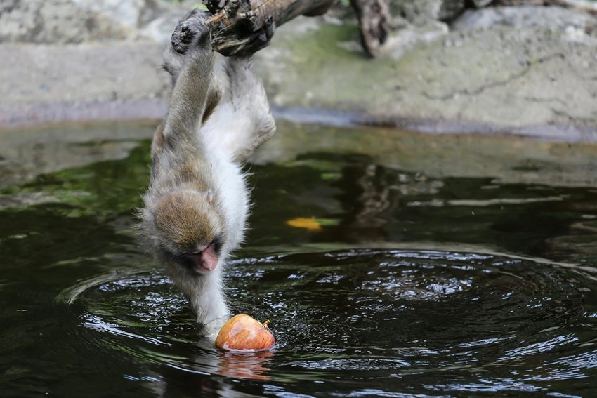 Unique Traits of Snow Monkeys