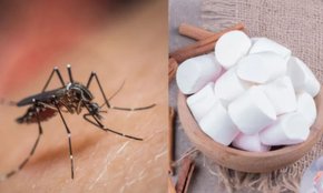 Camphor For Mosquito Prevention , Mosquito Prevention , Camphor For Mosquito