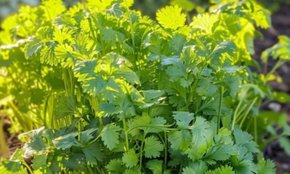How To Keep Coriander Leaves FRESH