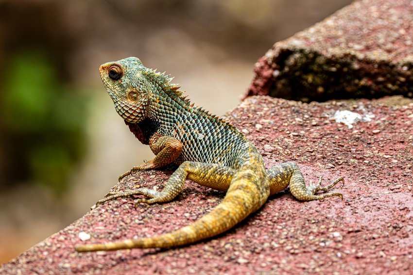 What Makes a Chameleon Change Its Shade