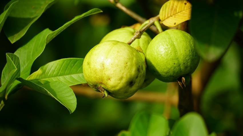  Guava side effects