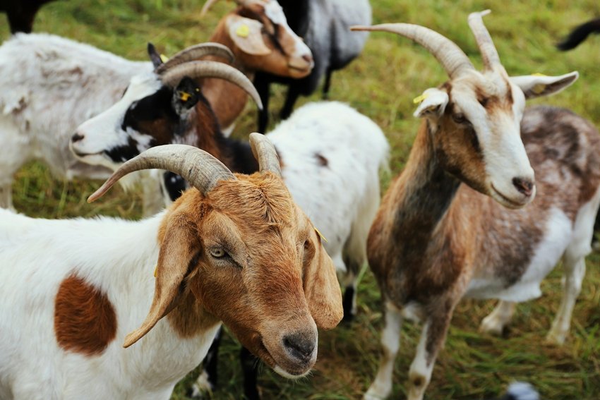 Why Goat Milk Is the Perfect Alternative to Cow Milk