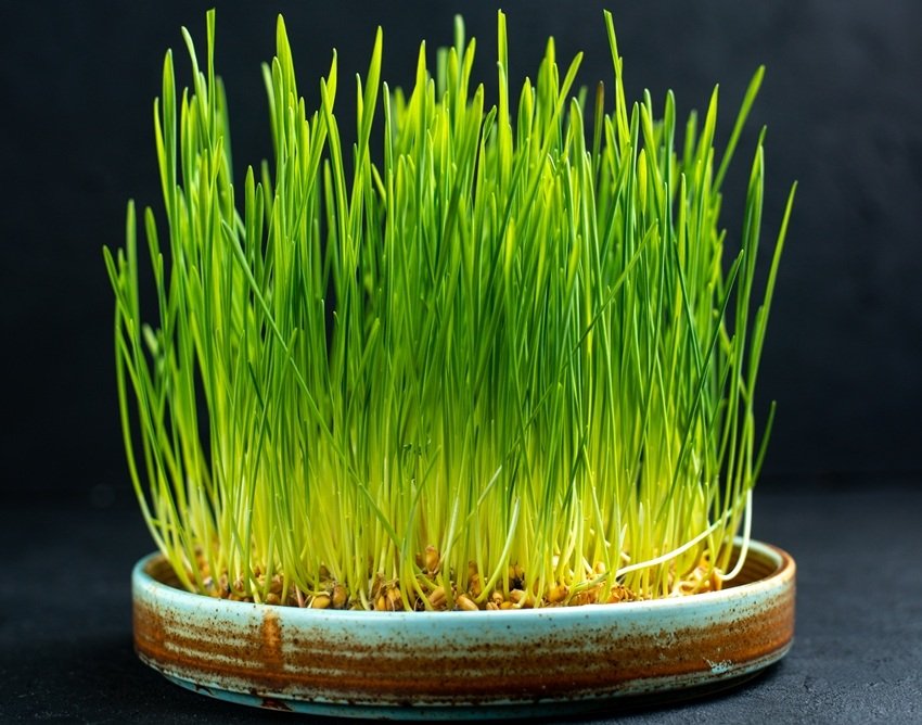 Why Sowing Barley Is Considered Auspicious