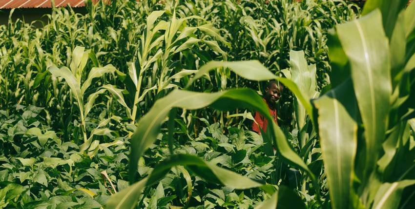 Why US wants to export maize to India