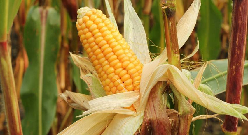US maize export to India