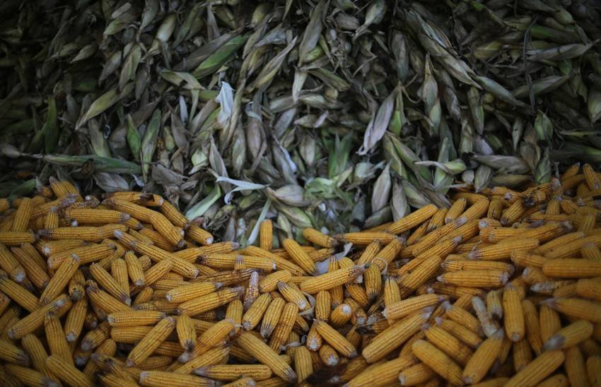 Where is maize grown the most in India