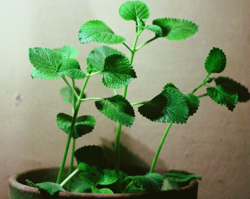 Why You Should Add Tulsi Coriander and Rosemary to Your Diet