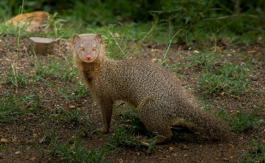 Why a Mongoose Attacks a Snake on Sight