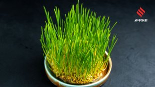 Why barley is grown in Navratri