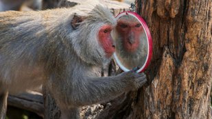 Snow Monkeys and Their Human Like Habits