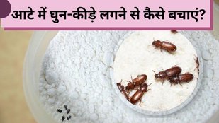 Aate ko ghun se kaise bachaye | How to get rid of wheat flour bugs | How to protect wheat flour from bugs weevils worms or insects