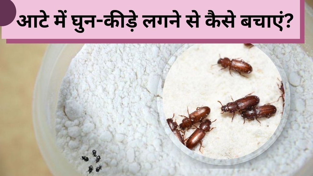 Aate ko ghun se kaise bachaye | How to get rid of wheat flour bugs | How to protect wheat flour from bugs weevils worms or insects