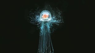 aging and immortal jellyfish