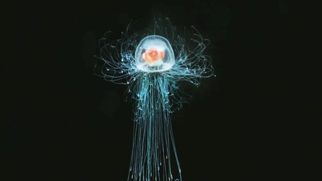 aging and immortal jellyfish