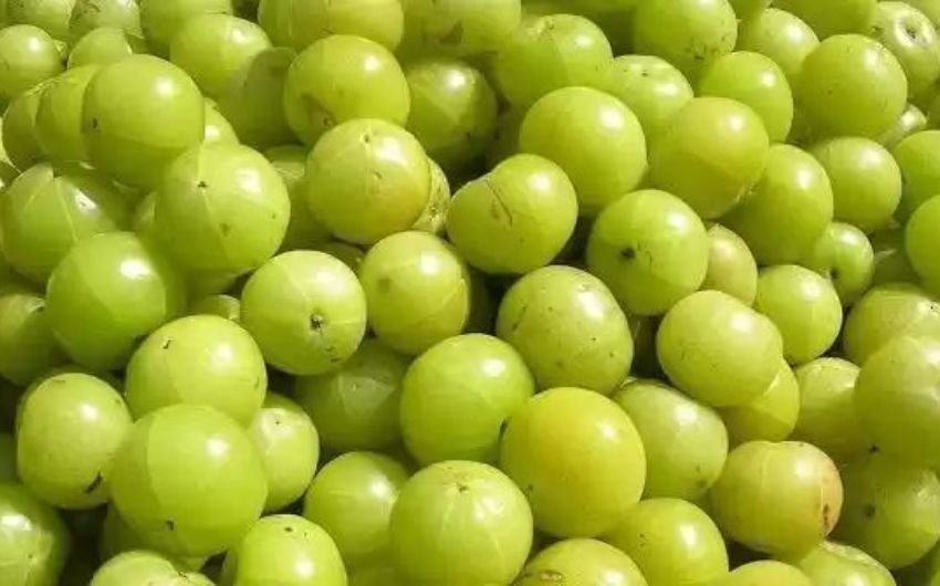 आंवला कैंडीअगर आपके बच्चे आंवला नहीं खा पा रहे हैं, तो आप उन्हें इसका कैंडी बना सकते हैं। आंवले की कैंडी बच्चों और बड़ों दोनों को पसंद आती है। इसे सुखाकर, चीनी या शहद में मिलाकर तैयार किया जाता है।