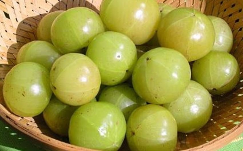 आंवला मुरब्बाआंवले का उपयोग आप मुरब्बे के रूप में कर सकते हैं। इसे बनाने के लिए आंवले को चीनी की चाशनी में पकाया जाता है। यह मीठे स्वाद के साथ ऊर्जा भी देता है और इम्यूनिटी को बढ़ाता है।