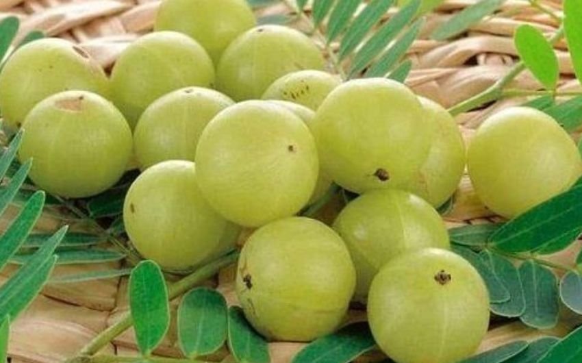 आंवले का अचारआंवले का अचार भी आप घर पर आसानी से बना सकते हैं। सरसों के तेल और मसालों के साथ इसको आसानी से तैयार किया जा सकता है।