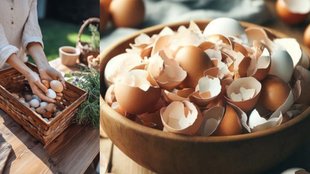 egg shell reuse ideas | ande ke chilke ka upyog | egg shells for skin hair and plants