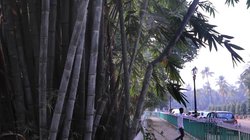 Blog: चीन के बाद दूसरा बड़ा बांस उत्पादक देश है भारत, महाराष्ट्र, मध्य प्रदेश और दक्षिण के कुछ क्षेत्रों में बड़े स्तर पर होती है खेती