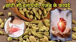 खाने में इलायची क्यों शामिल करनी चाहिए? हार्ट हेल्थ के साथ सेहत को मिलेंगे ये 5 फायदे, एक्सपर्ट से जानिए