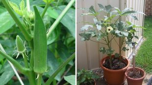 bhindi ka paudha, grow green ladyfinger, ladyfinger plant at home