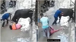 महिला को बचाने के लिए फरिश्ता बनकर आया युवक, भिड़ गया मरखनी गाय से; देखें वायरल वीडियो