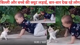 Cat, Viral Video, Cat Viral Video