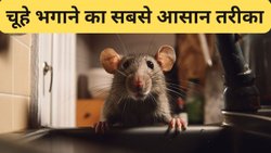 केले के ऊपर डालें ये 10 रुपये की चीज, घर से भाग जाएंगे सारे चूहे