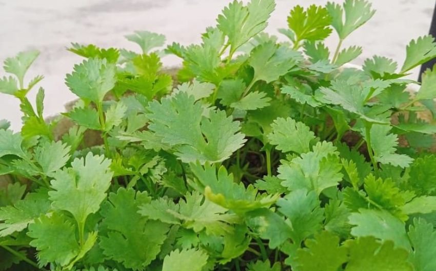 आप धोने की बजाय इसकी डंडी से पीली या खराब पत्तियां निकाल दें और इसे किसी सूखे कपड़े या फिर पेपर पर फैलाकर नमी हटा लें। (Photo Source: Pinterest) घर पर गमले में कैसे उगाएं भिंडी? 