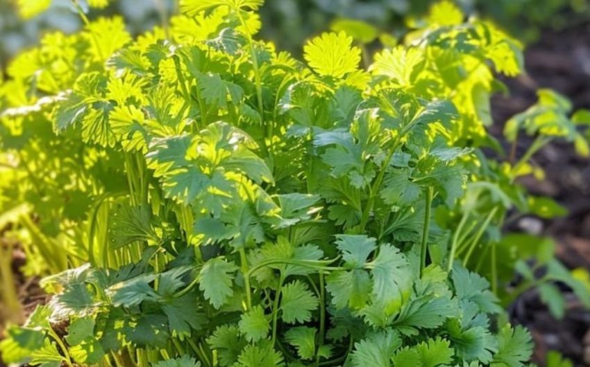 धनिया को स्टोर करने का सबसे आसान तरीका है इसे पेपर या टिश्यू पेपर में लपेटकर रखना। (Photo Source: Pinterest)
