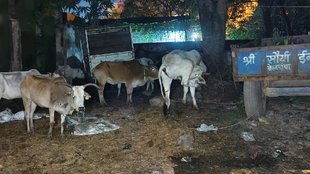 cow slaughter