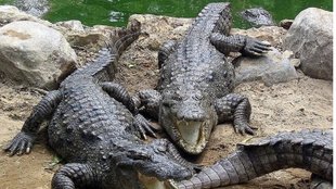 Kolkata flood, crocodiles, Kolkata zoo, Kolkata news