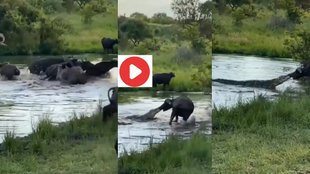 crocodile, buffalo, viral video