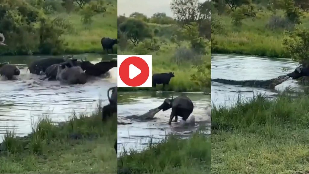 crocodile, buffalo, viral video