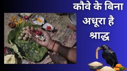 कौवे के बिना क्यों अधूरा माना जाता है पितृ पक्ष का श्राद्ध कर्म, पितरों से है इसका गहरा नाता