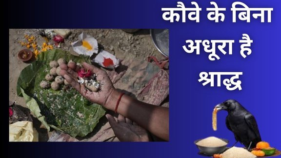 Pitru Paksha 2025, Pitru Paksha 2025 Start Date, kauwe ke bina adhura hai shraddh, shraddh me kauwe ka mahatva, pitru paksha me kauwe ka kya role hai, shraddh me kauwe ko khana kyon khilate hain, pitru aur kauwe ka sambandh, shraddh aur kauwa, shraddh me kauwe ko khana khilane ka mahatva, pitru paksha me kauwe ko khana khilana kyon jaruri hai, shraddh vidhi me kauwe ka kya role hai, kauwe ko khana khilane se pitru kaise khush hote hain, pitru paksha me kauwe ko kya khilana chahiye, kauwe ko khana khilane se pitru dosh dur hota hai kya, when is pitru paksha 2025, Shradh Rituals 2025, crow important in shradh, crow importance during pitru paksha