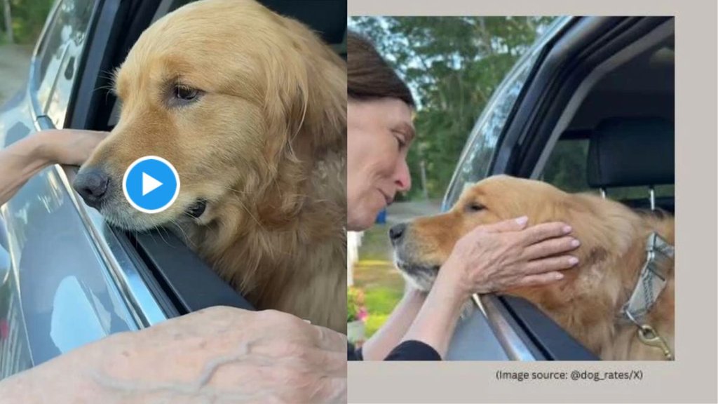 pet dog crying, Golden retriever, dogs