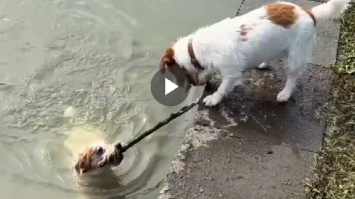 Dog Tries to Wake Dead Companion Viral Video Leaves Internet Emotional ...