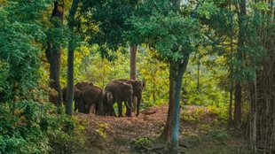 Elephant Attack, Elephant Rampage in Kerala, Kerala temple festival,