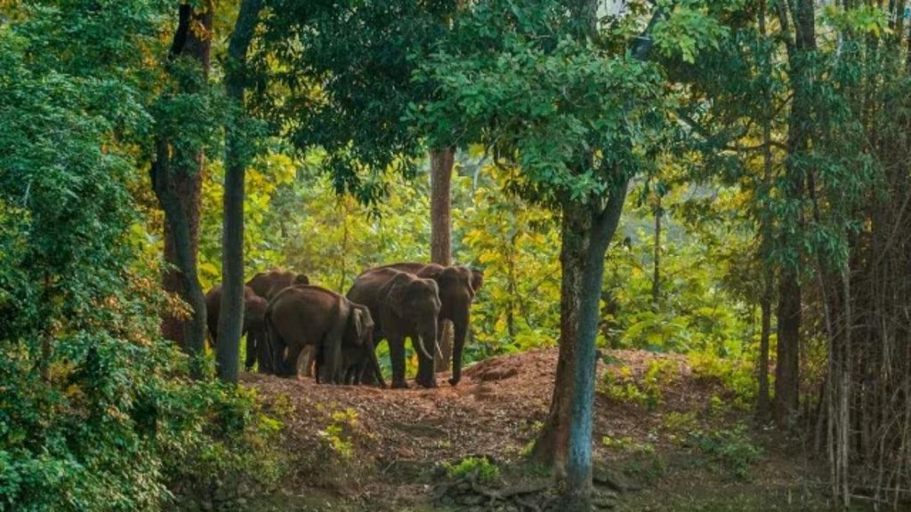 Elephant Attack, Elephant Rampage in Kerala, Kerala temple festival,