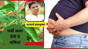 Consume Ashwagandha leaves To get rid of belly fat, Ashwagandha leaves for waist fat control, hips fat, Acharya balkrishna, Ashwagandha leaves benefits