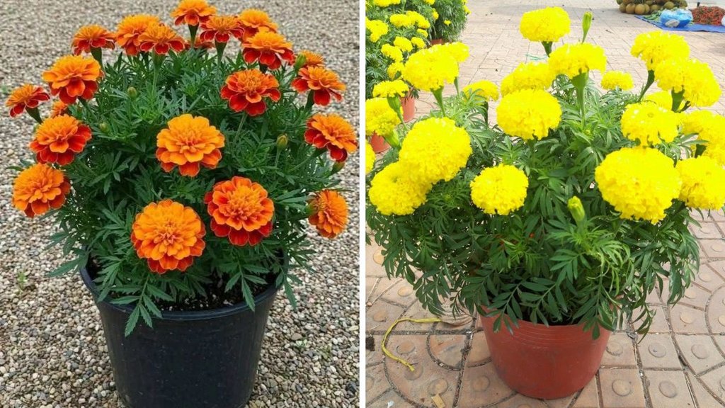 grow marigold in pots, How to grow marigold, How to grow marigold in pots, how to grow marigold from seeds