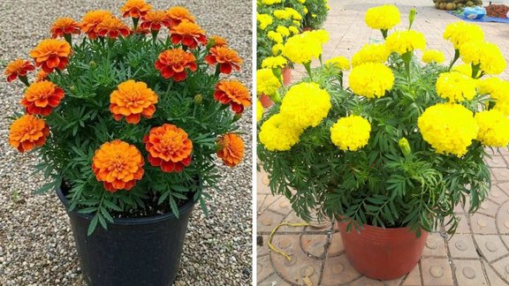 grow marigold in pots, How to grow marigold, How to grow marigold in pots, how to grow marigold from seeds