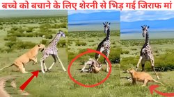 जिराफ के बच्चे का शिकार कर रही थी शेरनी, दौड़ी आई उसकी मां, एक झटके में जंगल की रानी को चटाई धूल, चौंकाने वाला Video Viral