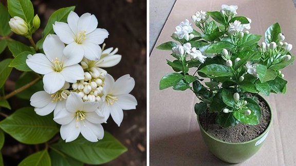 grow mogra plant, grow mogra plant at home, how to grow mogra plant