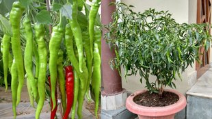 hari mirch ka paudha, grow green chillies, Green chilli plant at home