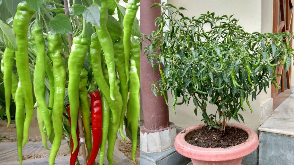 hari mirch ka paudha, grow green chillies, Green chilli plant at home