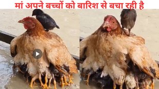 Hen, chick, viral video,
