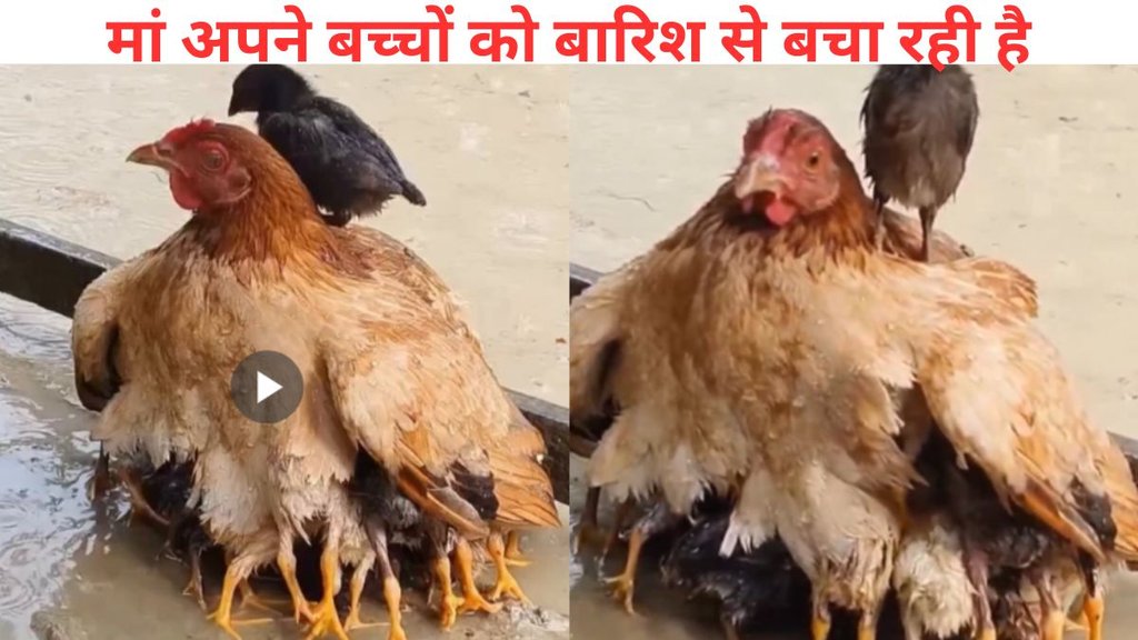 Hen, chick, viral video,