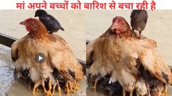 मां तो आखिर मां होती है! तेज बारिश में भीग रहे थे चूजे, मुर्गी ने पंख फैलाकर सबको ढक लिया खुद भीगती रही, Viral Video देख भावुक हुए लोग